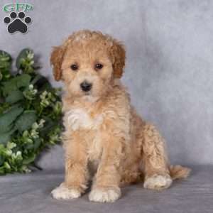 Buster, Bich-Poo Puppy